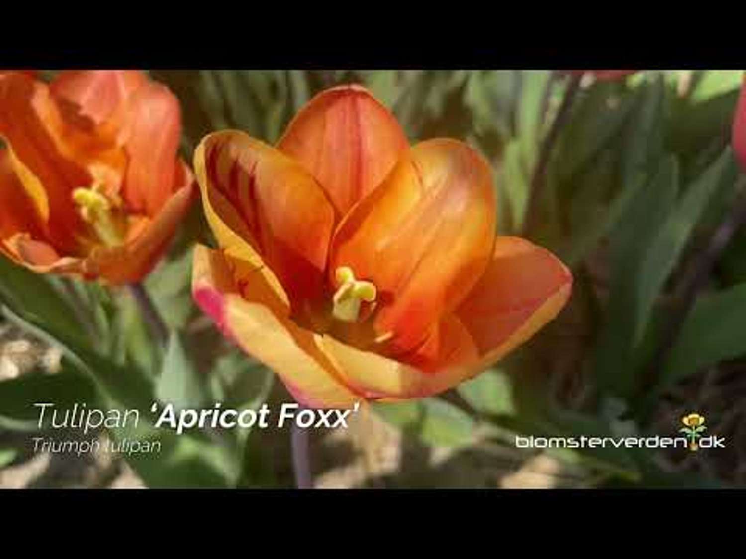 Tulipe 'Apricot Foxx'